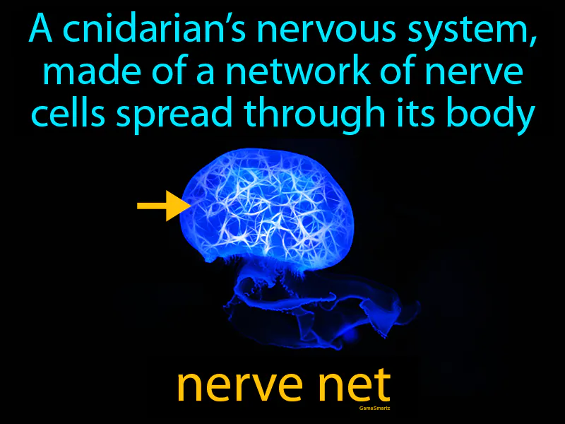 Nerve Net Definition Nerve Net Definition