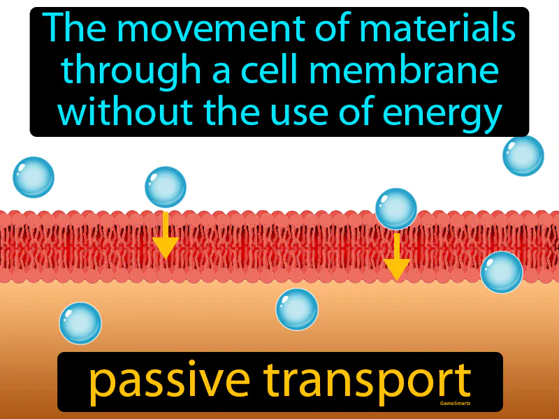 Passive Transport Definition