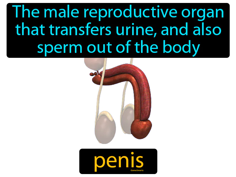 Penis Definition