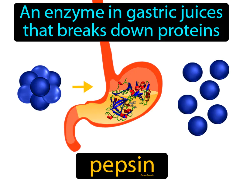 Pepsin Definition