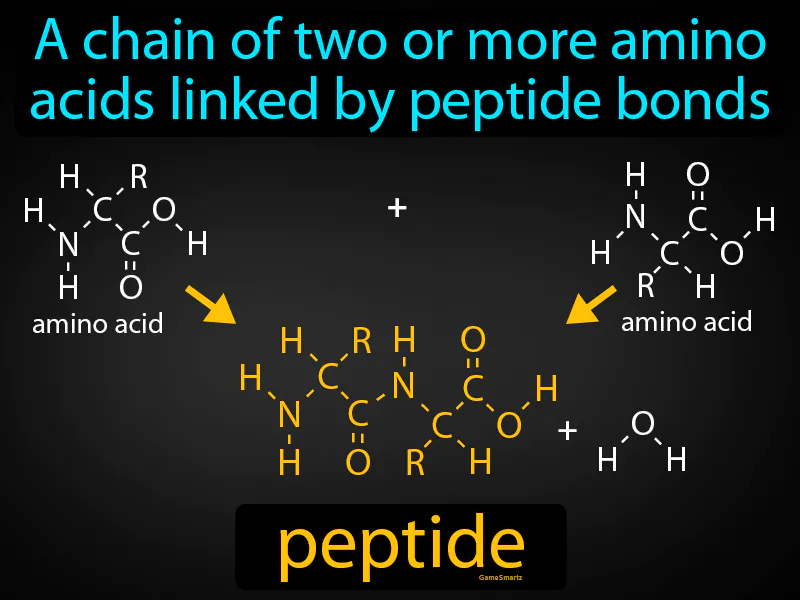Peptide Definition