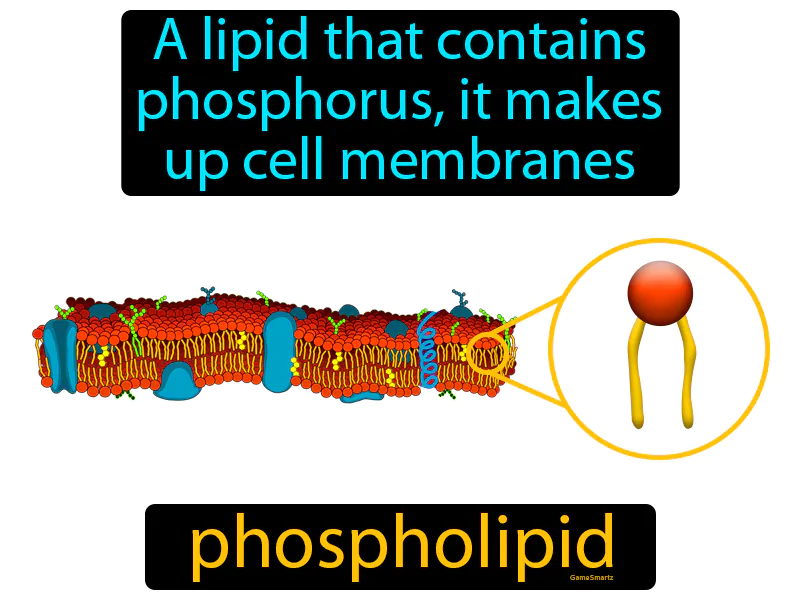 Phospholipid Definition