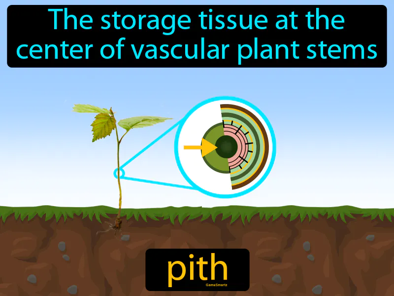 Pith Definition