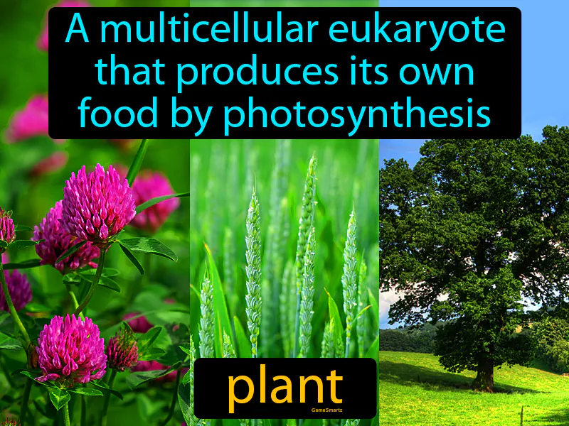 Plant Definition