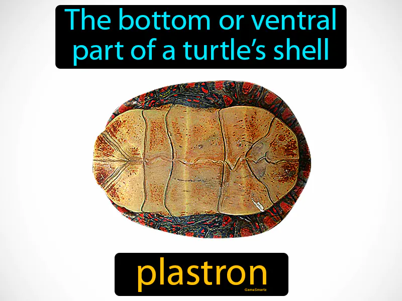 Plastron Definition