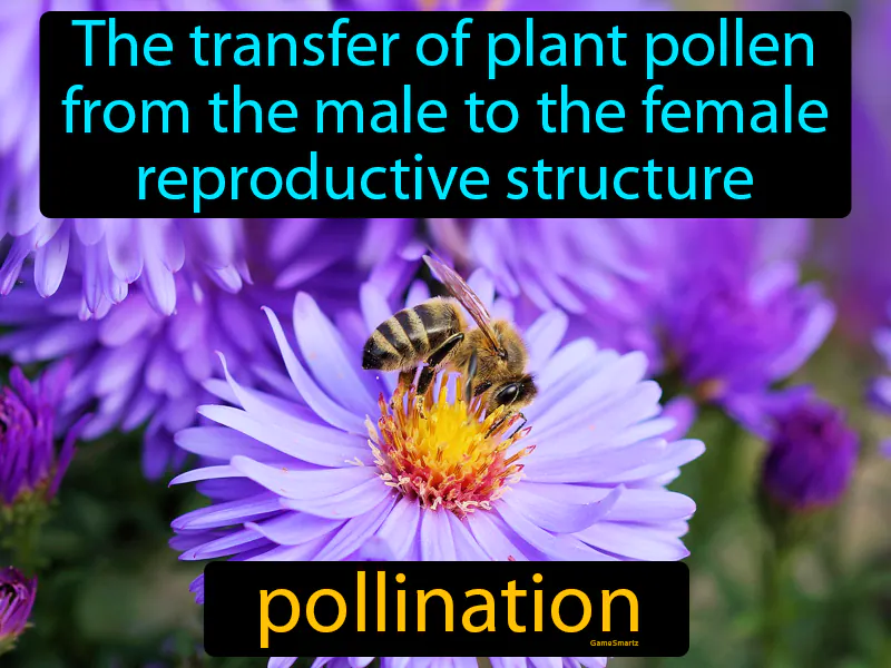 Pollination Definition