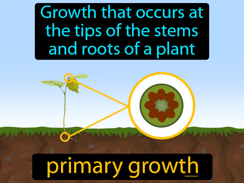 Primary Growth Definition Primary Growth Definition