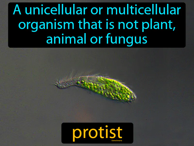 Protist Definition