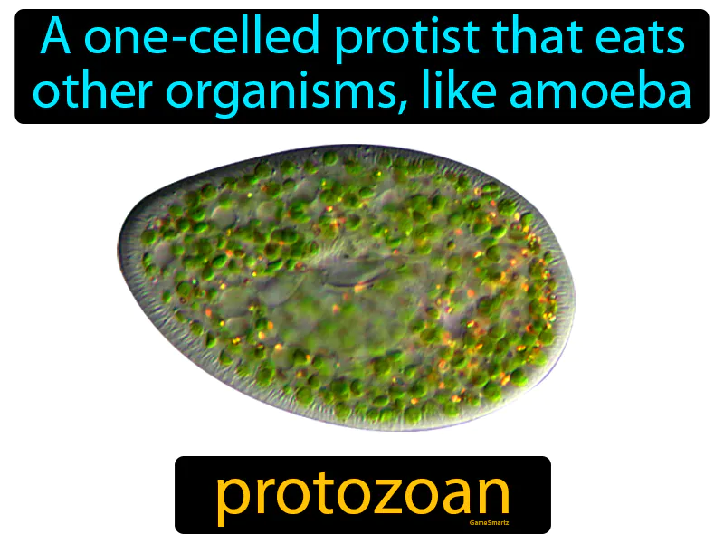 Protozoan Definition