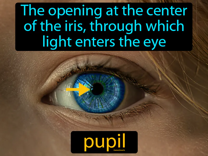 Pupil Definition Pupil Definition
