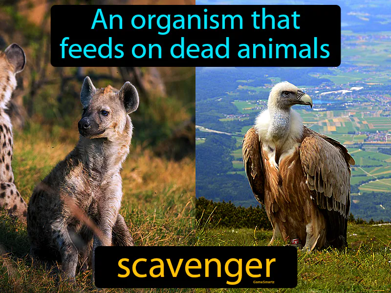 Scavenger Definition