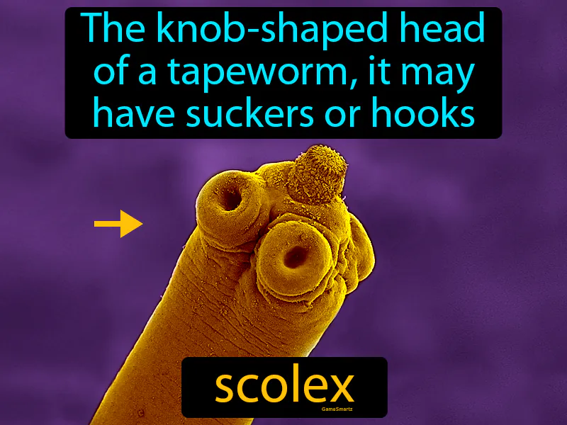 Scolex Definition Scolex Definition