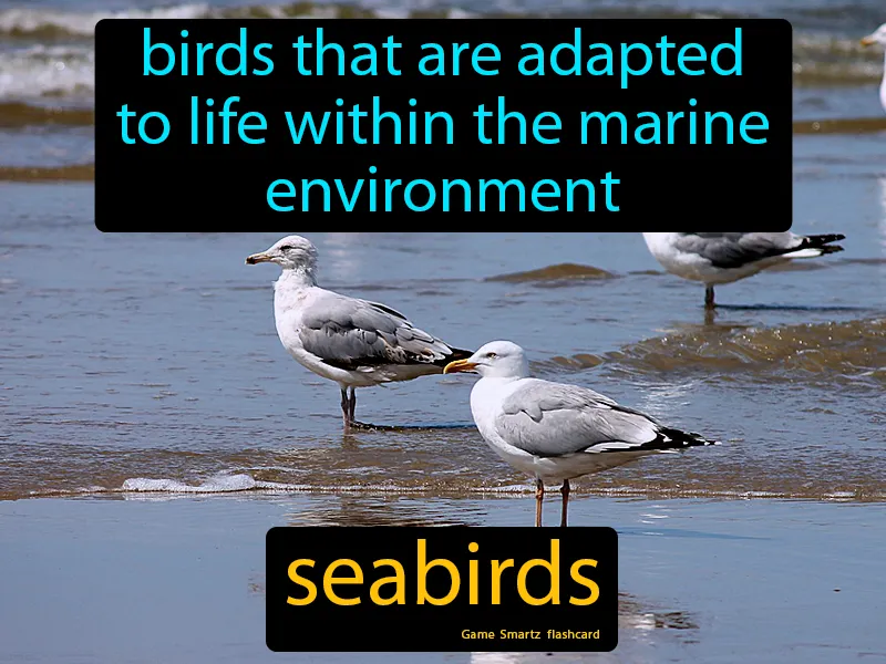 Seabirds Definition