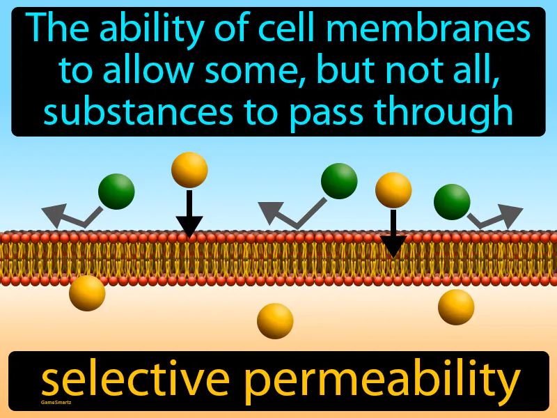 Selective Permeability Definition
