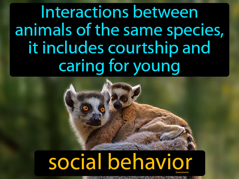 Social Behavior Definition Social Behavior Definition