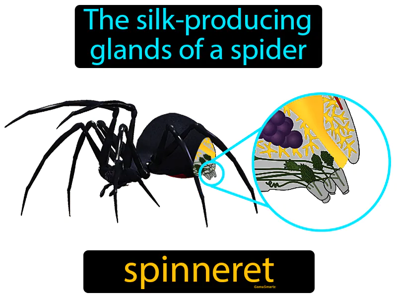 Spinneret Definition