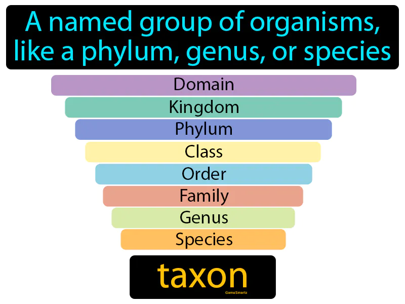 Taxon Definition