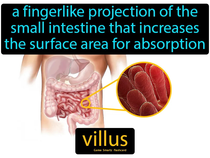 Villus Definition
